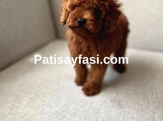 Poodle Yavrular