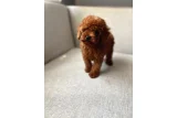 Görüntülü Görüşmeyle Tanışabileceğiniz Poodle Yavruları - Toy Poodle