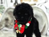 Siyah Toy Poodle Yavrular