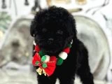Siyah Toy Poodle Yavrular - 2