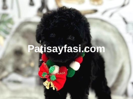Siyah Toy Poodle Yavrular