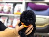 Siyah Toy Poodle Yavrular - 8