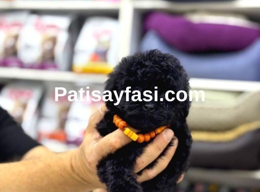 Siyah Toy Poodle Yavrular