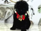 Siyah Toy Poodle Yavrular - 7