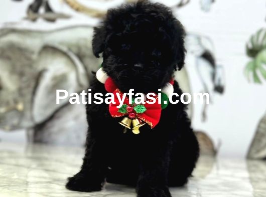 Siyah Toy Poodle Yavrular