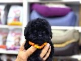 Siyah Toy Poodle Yavrular - 5