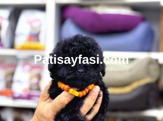 Siyah Toy Poodle Yavrular