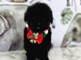 Siyah Toy Poodle Yavrular