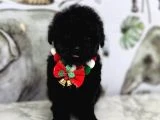 Siyah Toy Poodle Yavrular - 10
