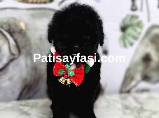 Siyah Toy Poodle Yavrular