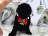 Siyah Toy Poodle Yavrular