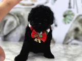 Siyah Toy Poodle Yavrular - 6
