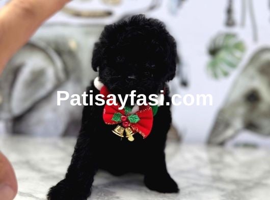 Siyah Toy Poodle Yavrular