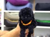Siyah Toy Poodle Yavrular