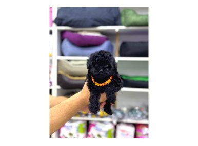 Siyah Toy Poodle Yavrular