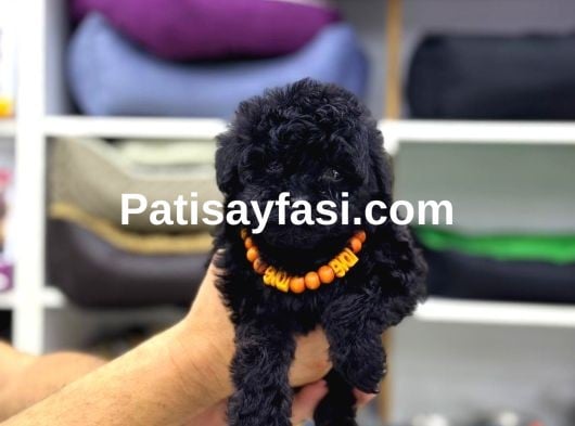 Siyah Toy Poodle Yavrular