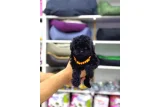 Parlak Siyah Tüylü Toy Poodle Yavruları