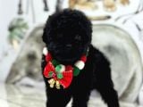Siyah Toy Poodle Yavrular