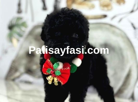 Siyah Toy Poodle Yavrular