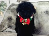 Siyah Toy Poodle Yavrular