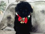 Siyah Toy Poodle Yavrular - 4