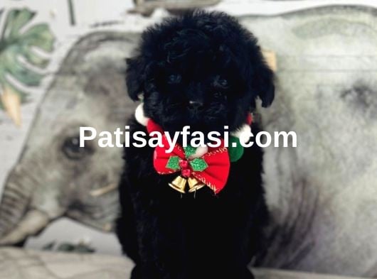 Siyah Toy Poodle Yavrular
