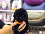 Siyah Toy Poodle Yavrular