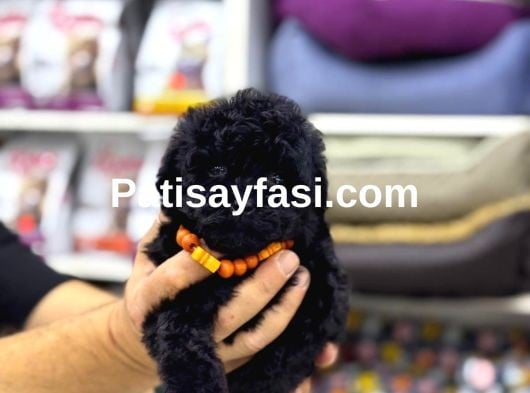 Siyah Toy Poodle Yavrular