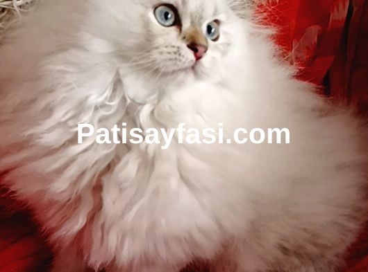 Muhteşem kalitede ırk ve sağlık garantili yavrular..