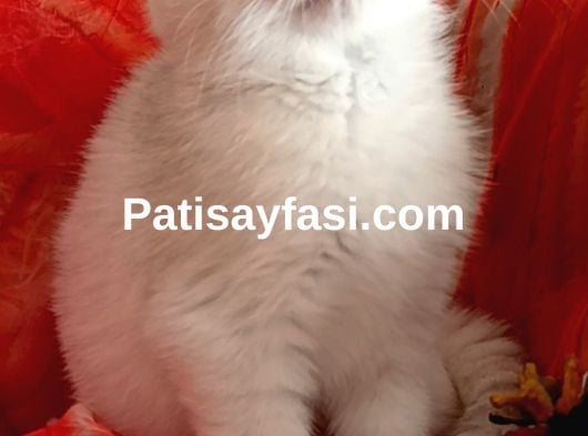 Muhteşem kalitede ırk ve sağlık garantili yavrular..