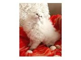 Muhteşem kalitede ırk ve sağlık garantili yavrular.. - British Shorthair