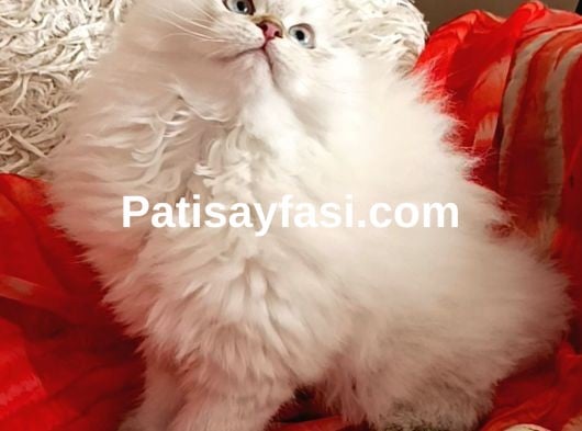 Muhteşem kalitede ırk ve sağlık garantili yavrular..