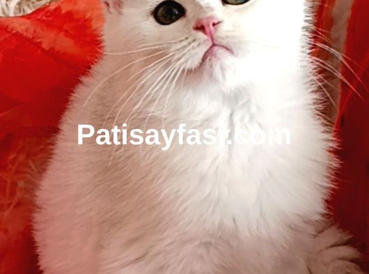 Muhteşem kalitede ırk ve sağlık garantili yavrular..