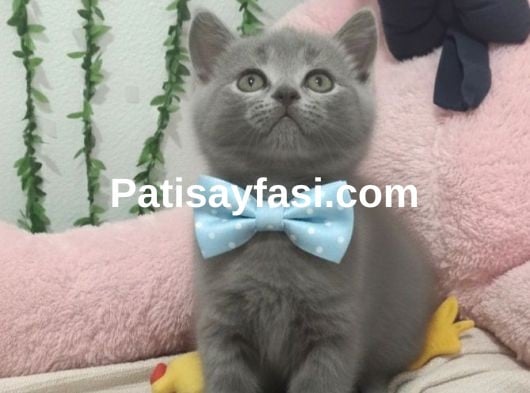 NEŞE KAYNAĞI BEBEĞİM TESLİME HAZIR