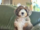 Dev Poodle Yavruları - 5