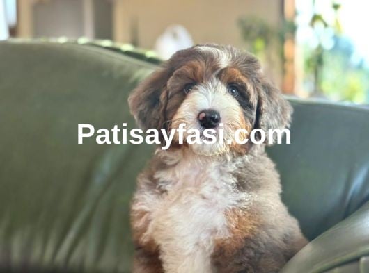 Dev Poodle Yavruları