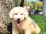 Dev Poodle Yavruları - 8
