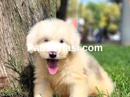 Dev Poodle Yavruları