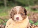 Dev Poodle Yavruları - 9