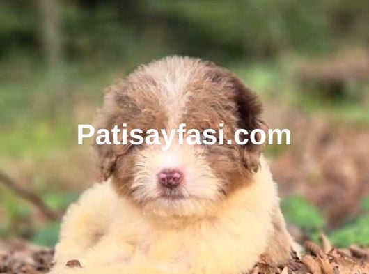 Dev Poodle Yavruları