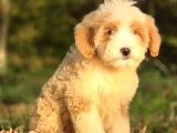 Dev Poodle Yavruları - 2