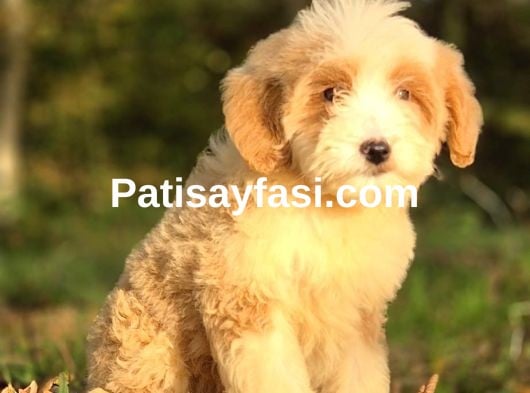 Dev Poodle Yavruları