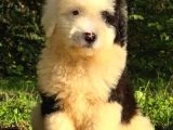 Dev Poodle Yavruları