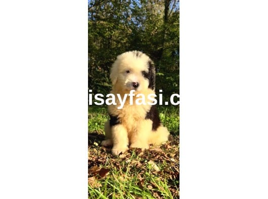 Dev Poodle Yavruları