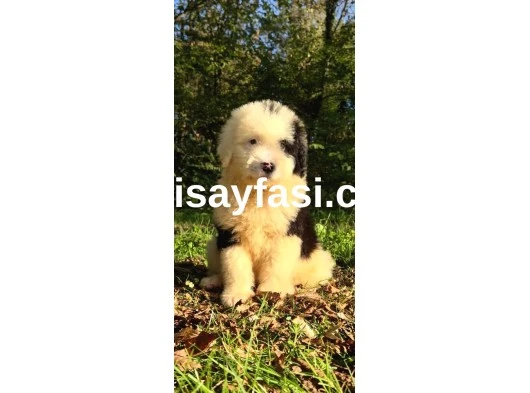 Dev Poodle Yavruları