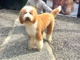Dev Poodle Yavruları - 10