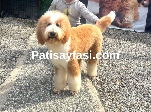 Dev Poodle Yavruları