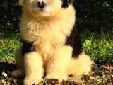 Dev Poodle Yavruları - 3