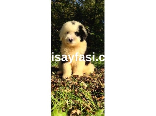 Dev Poodle Yavruları