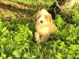 Dev Poodle Yavruları - 4